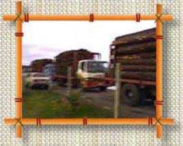 trucks carrying away forest